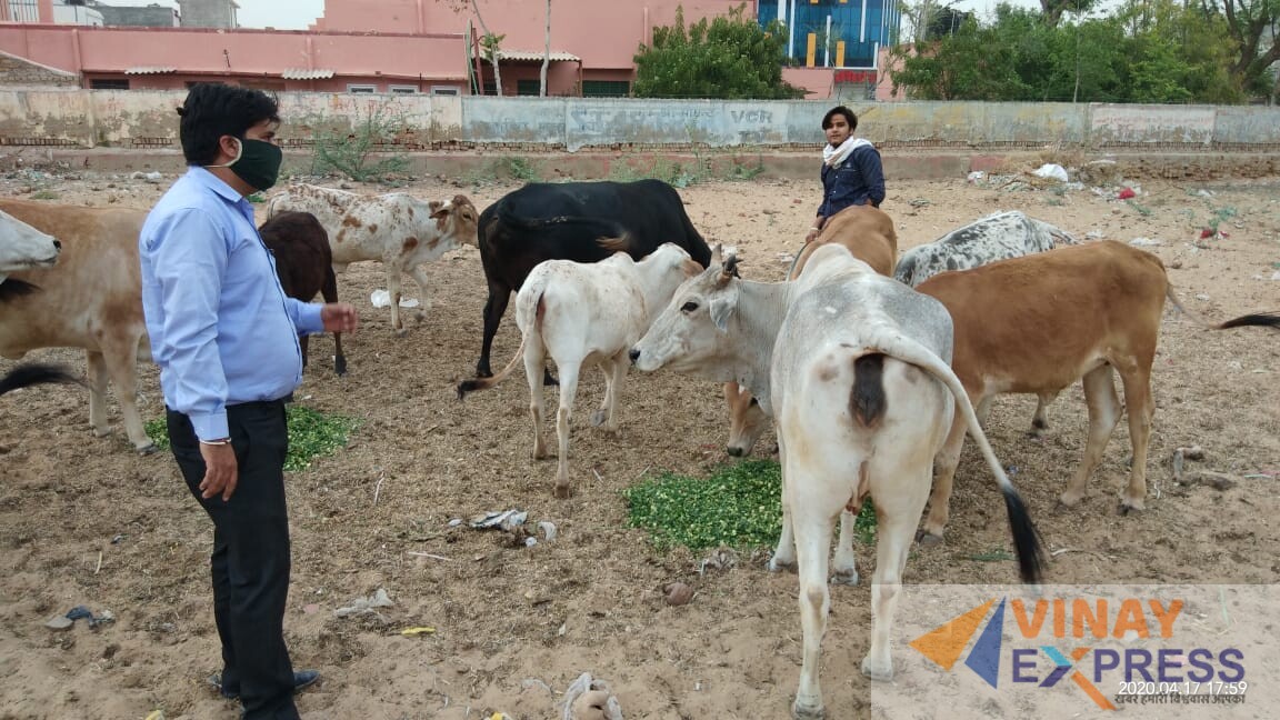 vhp with cows at bikaner