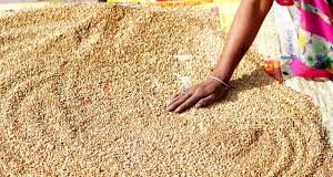 खाद्य सुरक्षा योजना में चयनित पात्र परिवारों को ही मिलेगा निःशुल्क राशन: जिला रसद अधिकारी nfsa