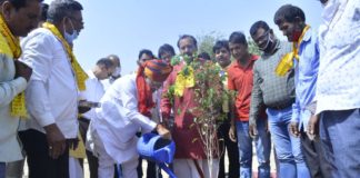 पौधे लगाना और गौपालन हमारी परम्परा का अभिन्न अंग-डॉ. कल्ला