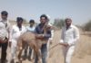 टांके में गिरे हुए ऊंटनी के बच्चे को सकुशल निकाला बाहर