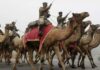 बीएसएफ और ऊंट : सीमा रक्षा चौकसी में ऊंटों का घटता महत्व : पढ़ें युवा लेखक राजेन्द्र आचार्य का यह आलेख
