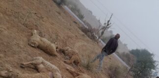 सुरनाणा रोही में अचानक एक दर्जन भेड़े मरी जाखड़वाला के रामदेव मन्दिर के पास रोही में अचानक भेड़ो की हुई मौत