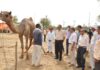 एनआरसीसी ने मनाया गया विश्व ऊँट दिवस उष्ट्र प्रदर्शनी एवं पशु स्वास्थ्य शिविर का भी हुआ आयोजन