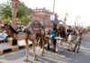 मतदाताओं को जागरूक करने निकाली ऊंटों की रैली : ऊंट गाड़े पर बैठ जिला निर्वाचन अधिकारी ने मतदान के लिए किया जागरूक