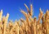 उच्च तापमान से गेहूं फसल बचाव हेतु एडवाइजरी जारी