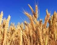 उच्च तापमान से गेहूं फसल बचाव हेतु एडवाइजरी जारी